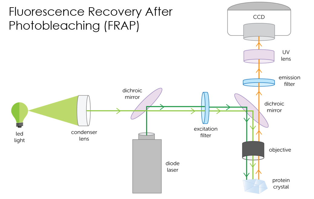 Fluorescence Recovery After Photobleaching