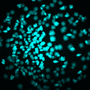protein crystals tagged with fluorocein