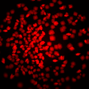 protein crystals tagged with Texas Red