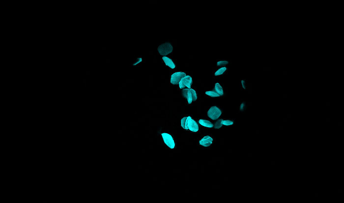 protein-protein complexes captured with Visible Fluorescence Imaging