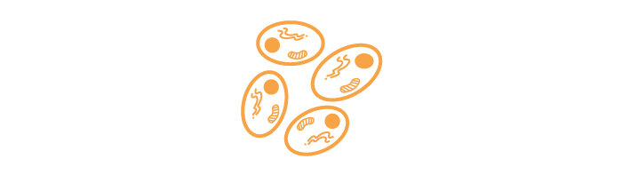 cell based assays icon