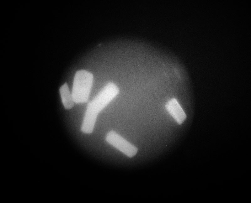 muvis uv fluorescence protein drop