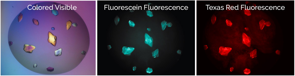 protein-protein complexes - multi-fluorescence imaging