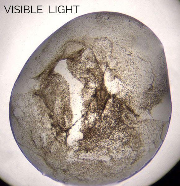 protein crystals in presipitate - visible light