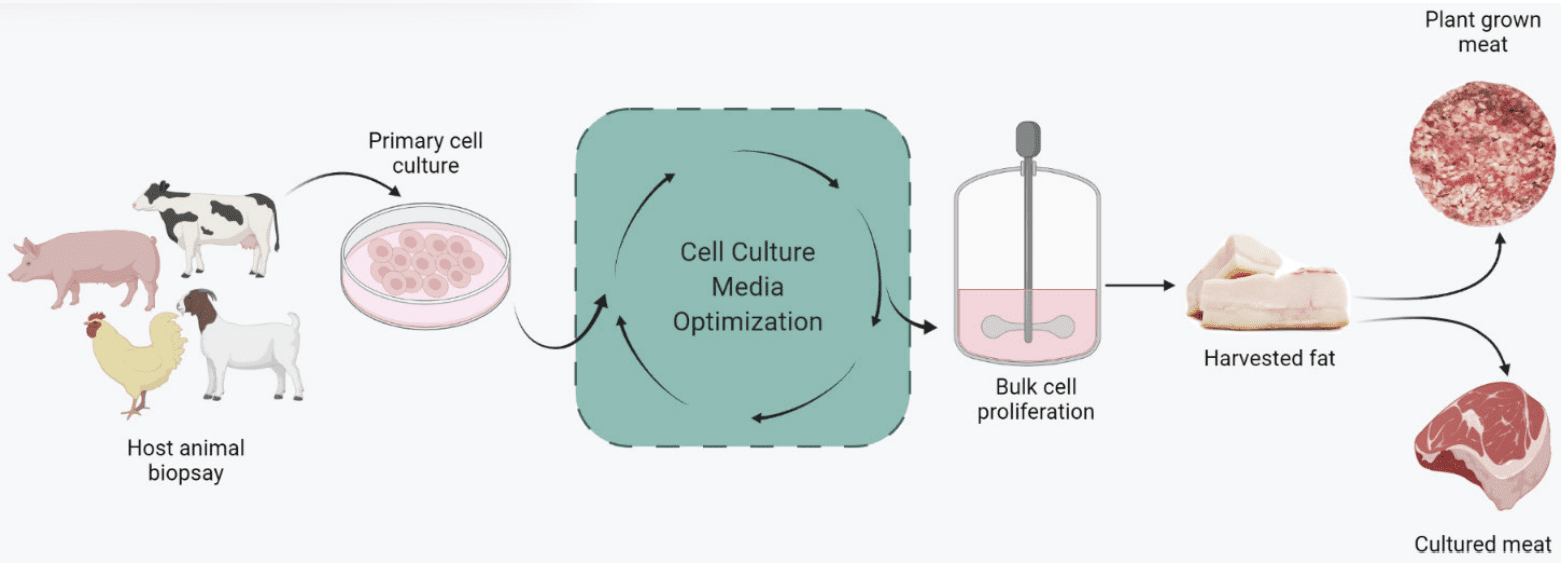 Figure 1: Generalized workflow to produce cell-cultured fat at Hoxton Farms. The media optimization step (green box) is a complex iterative process requiring numerous liquid handling steps.
