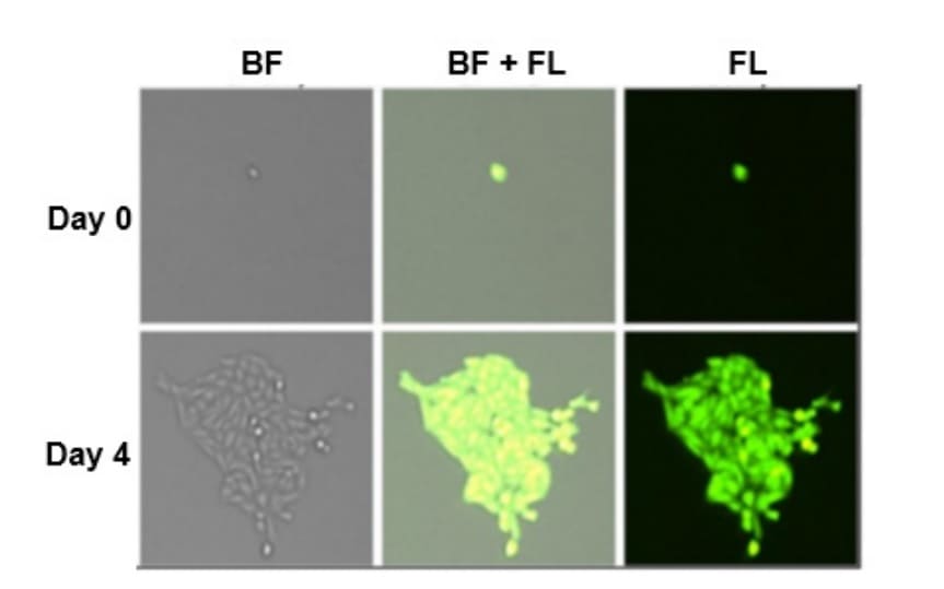 Celígo brightfield (BF), Fluorescent (FL), and merged images of a single CHO K1 cell after plating with the TEMPEST and the resulting colony outgrowth.