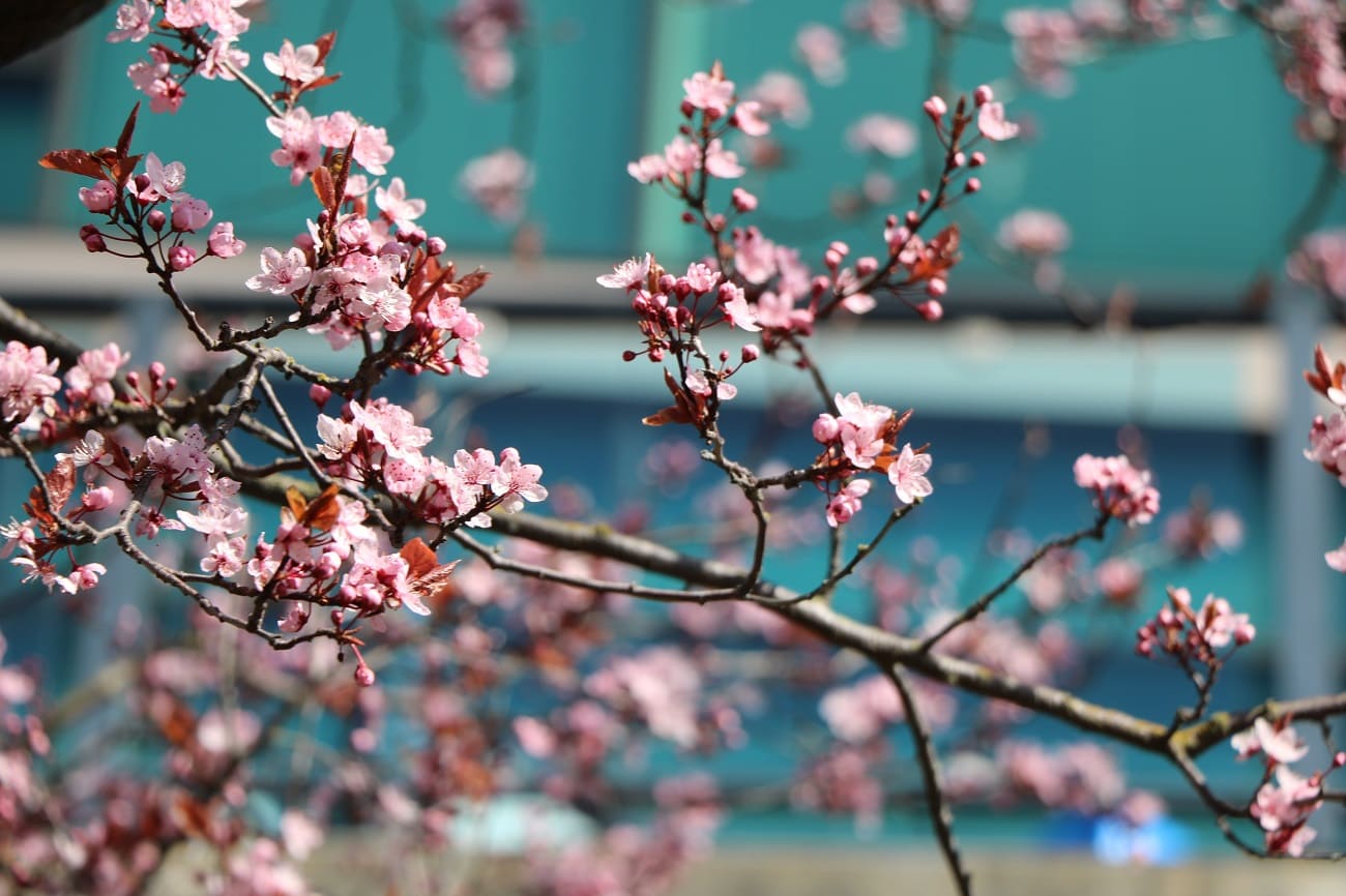 cherry-blossom- jp (1)