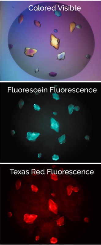 Multi-Fluorescence Imaging