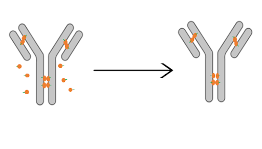 Anti body drug conjugate