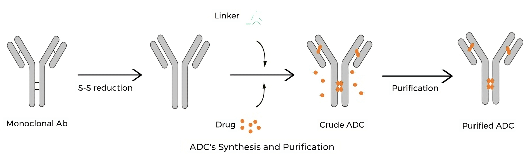 ADC's Synthesis and purification