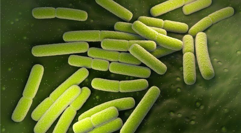 e. Coli - Fast Formulation of a Purified Recombinant L-asparaginase