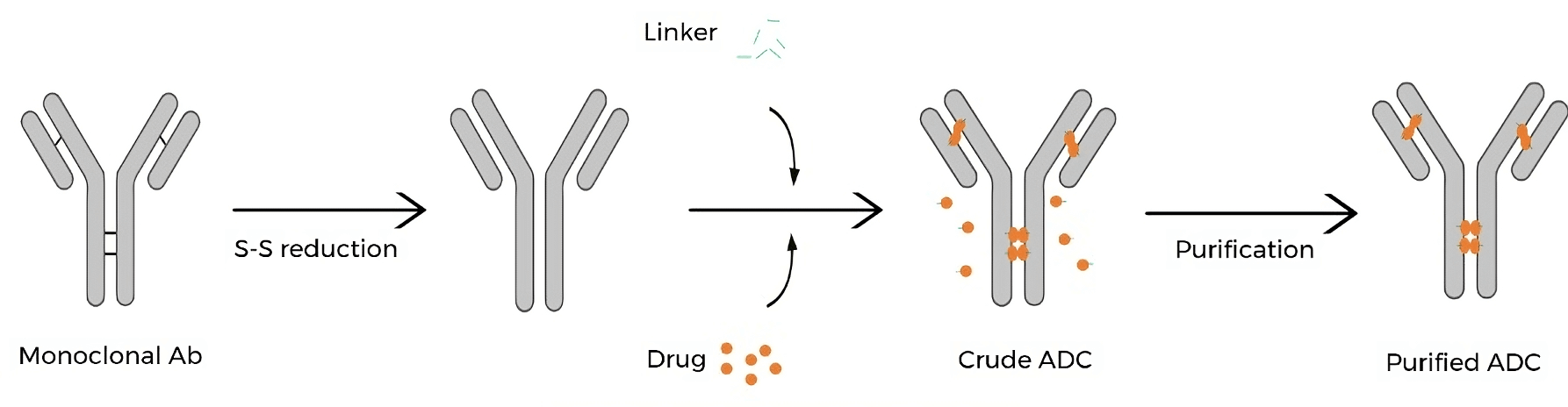 ADC's synthesis & purification